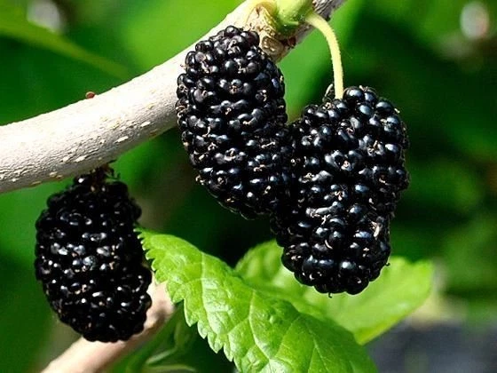 Unrooted Mulberry Cuttings - 12 Fresh Shangri-La Scions for Grafting or Rooting - Morus spp.