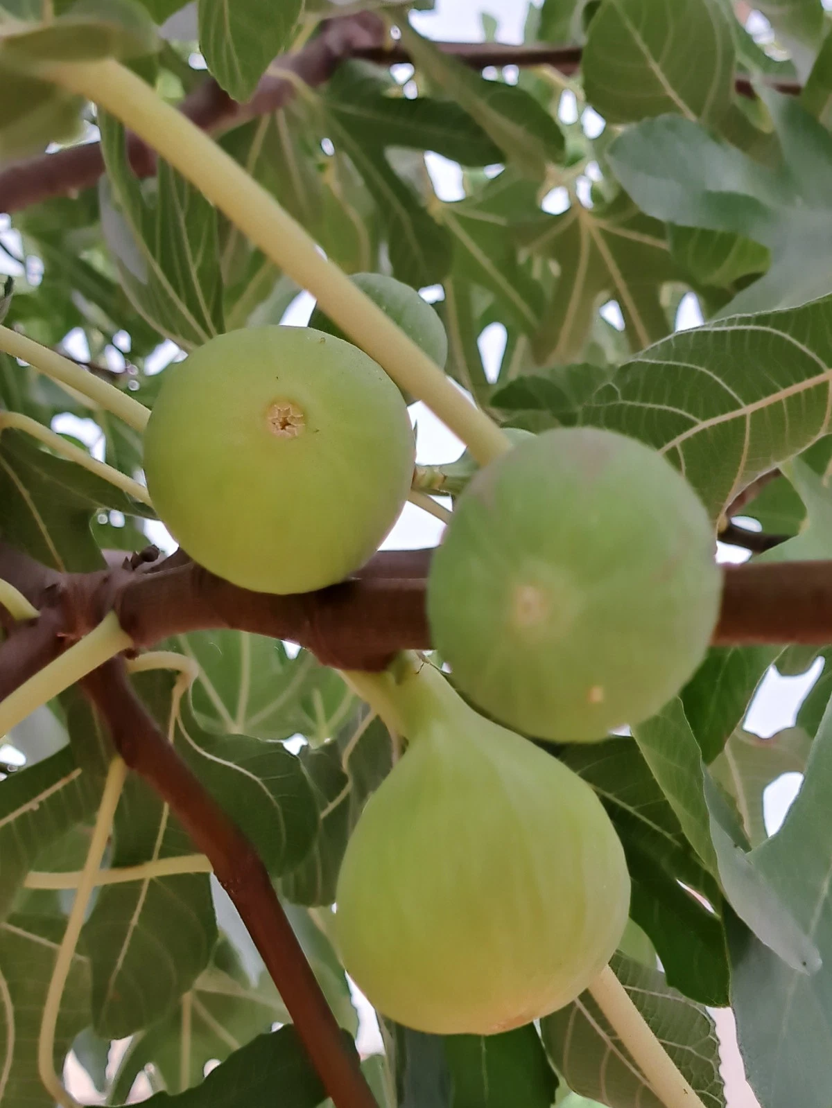 Lattarula Fig Tree Cuttings Set of 7 - Unrooted Ficus carica for Propagation, Italian Honey Fig, Fresh Cuttings
