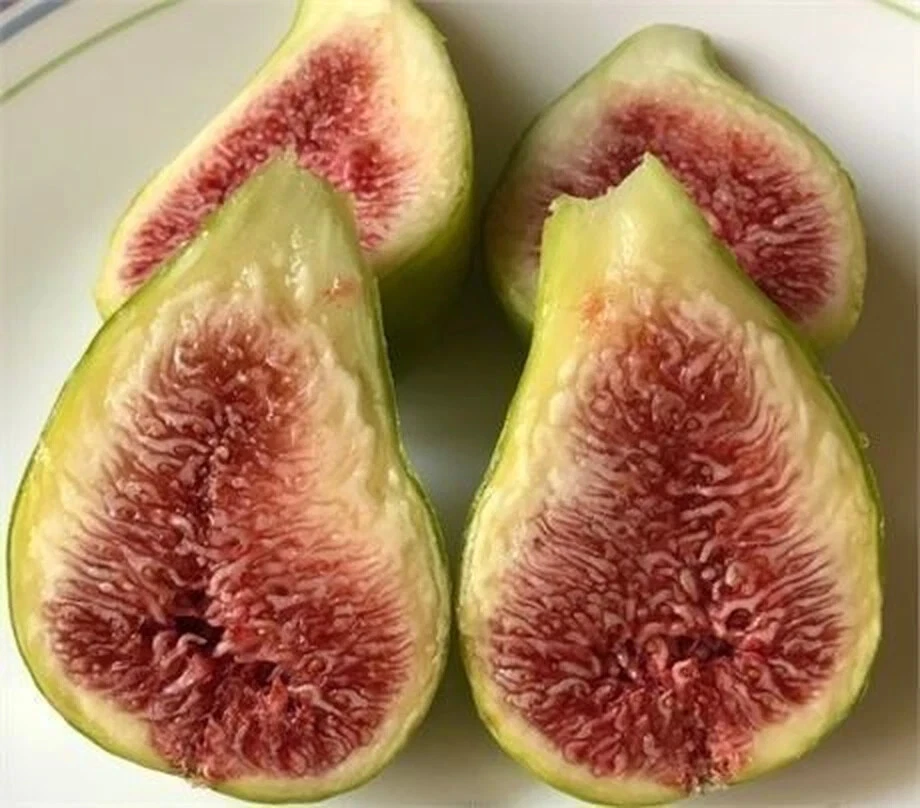 Unrooted Dalmatie Fig Tree Cutting 8 Inch Ficus carica Scion with 3 Nodes for Propagation and Grafting