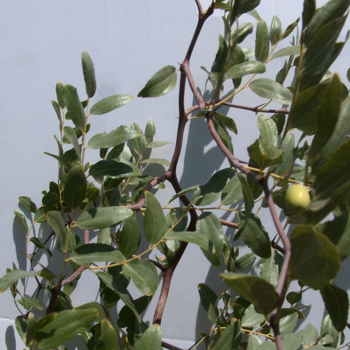 So Contorted Jujube Scionwood Cuttings 6 Inch Thin Grafting Wood 2 Pieces - Ziziphus jujuba 'So' Unrooted Propagation Material