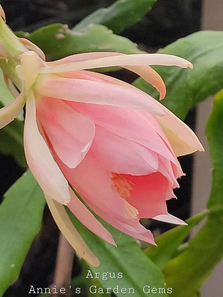 Unrooted Epiphyllum Argus Cuttings 8-10 Inch Orchid Cactus for Propagation - Epiphyllum ‘Argus’ Live Plant Segments