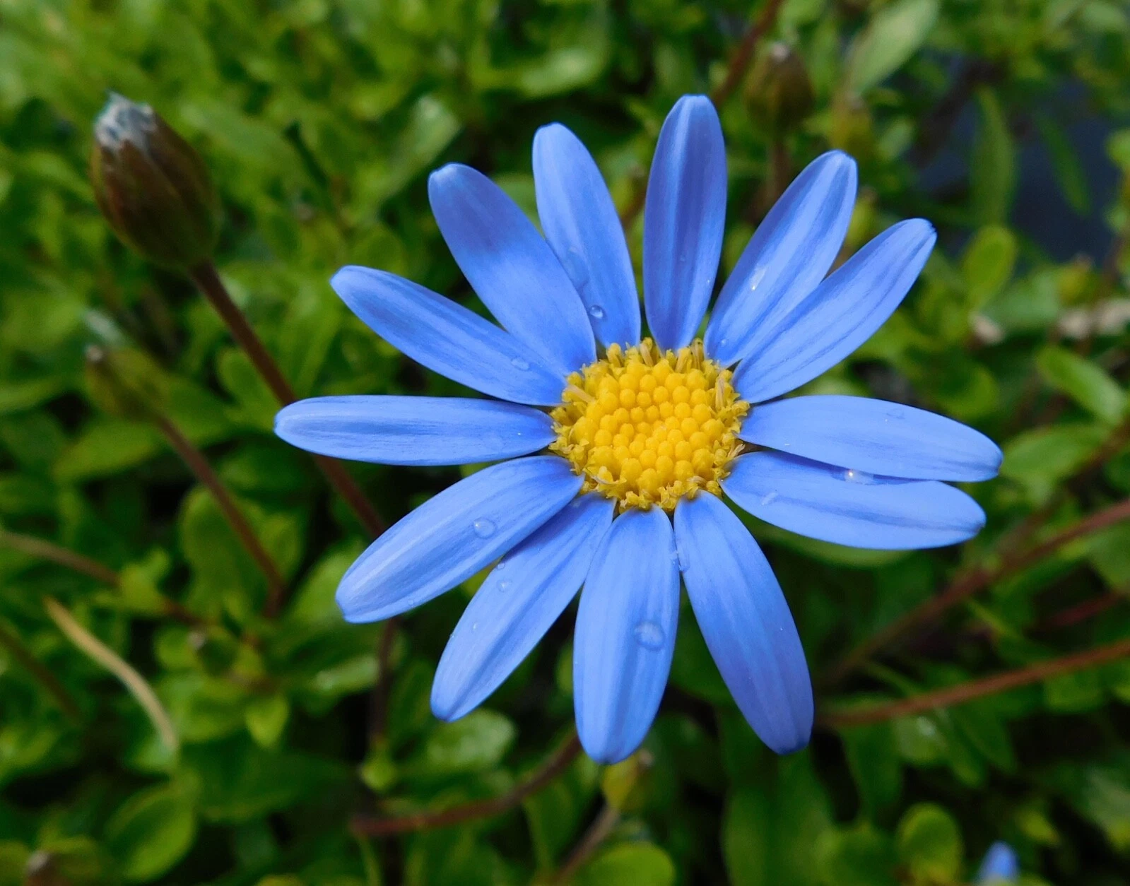 Felicia Blue Daisy Cuttings & Seeds - 10 Unrooted Cuttings Plus 100 Seeds, Felicia amelloides 'Kingfisher' for Planting