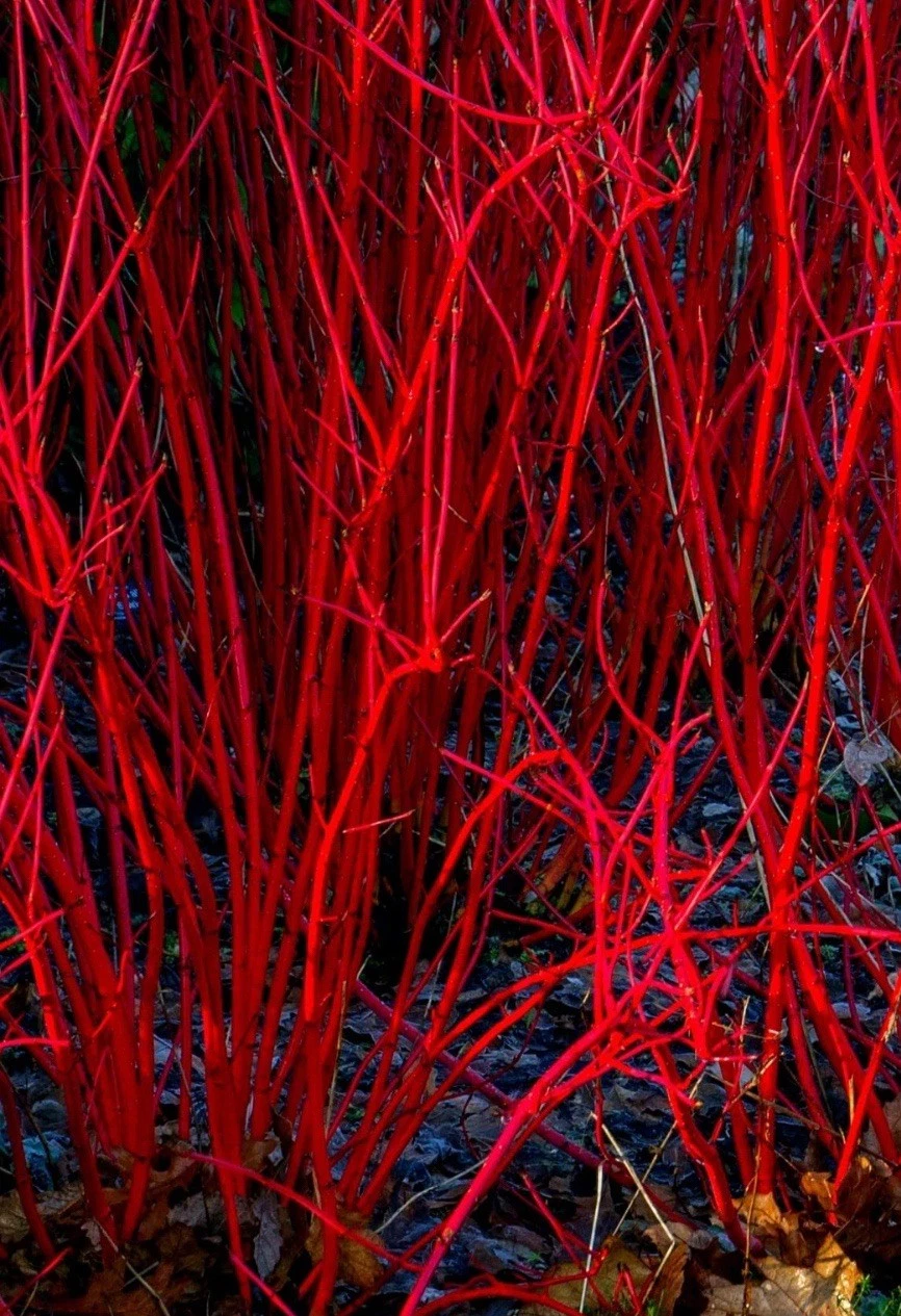 Unrooted Cuttings Red Dogwood Cornus spp. Bright Red Stem for Planting and Propagation - Fresh Cuttings for Garden Use