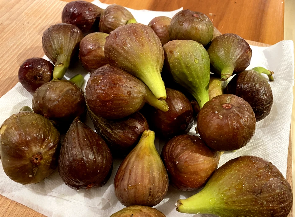 Violetta Fig Cuttings Set of 4 - Unrooted Scions for Propagation, Cold Hardy Ficus carica for Home Gardens