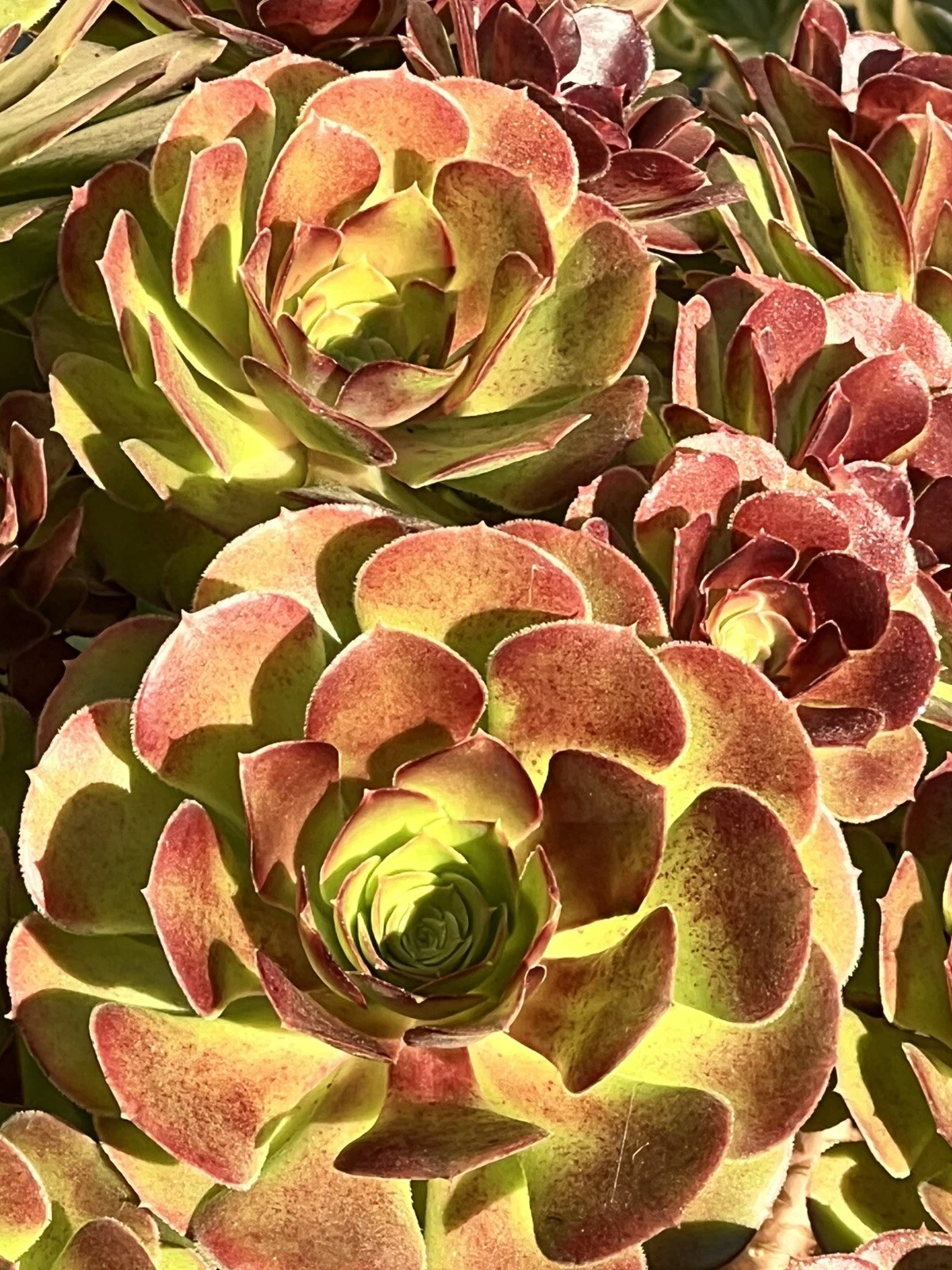 Unrooted Aeonium 'Plum Purdy' Succulent Cutting, Live Rosette Plant for Propagation, Deep Plum Burgundy Foliage