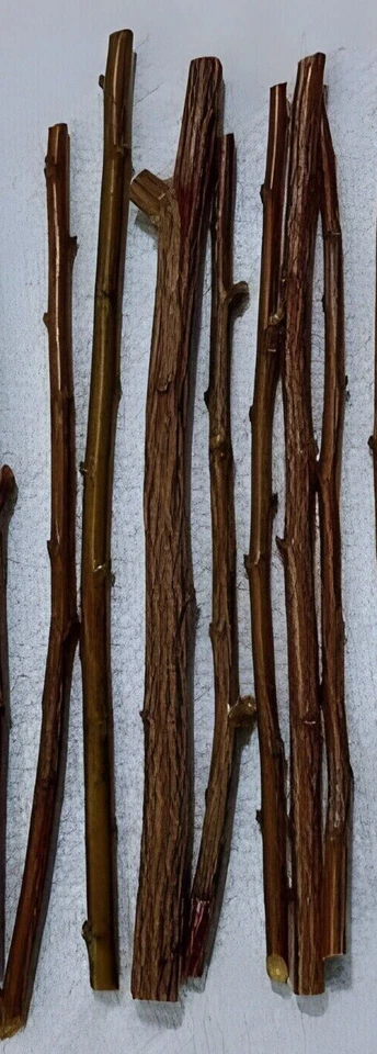 Plum Tree Cuttings – 3 Fresh Unrooted Cuttings, Prunus Fruit Tree for Propagation, Garden Plant