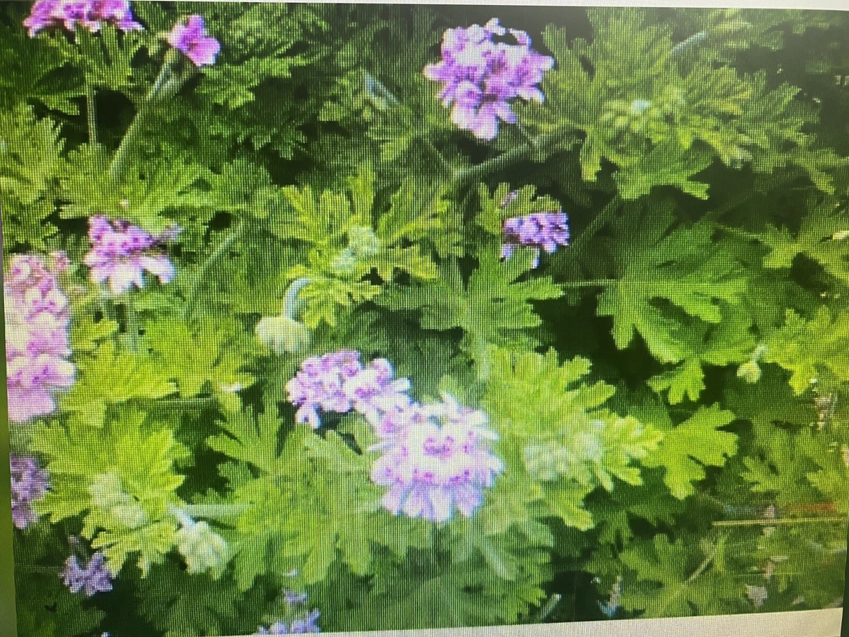 Pelargonium Citronella Cuttings - 4 Pink Flower Rose-Scented Geraniums for Propagation - Pelargonium citronella