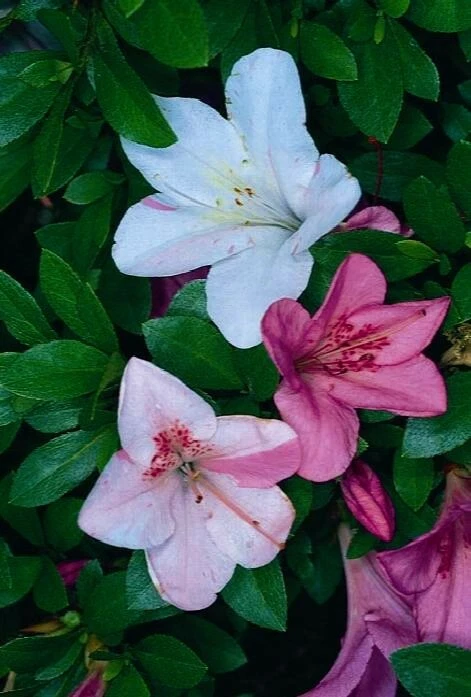 Tama no Hada Azalea Starter Plant - Deciduous Rhododendron with Mixed Flower Colors - Live Ornamental Flowering Shrub
