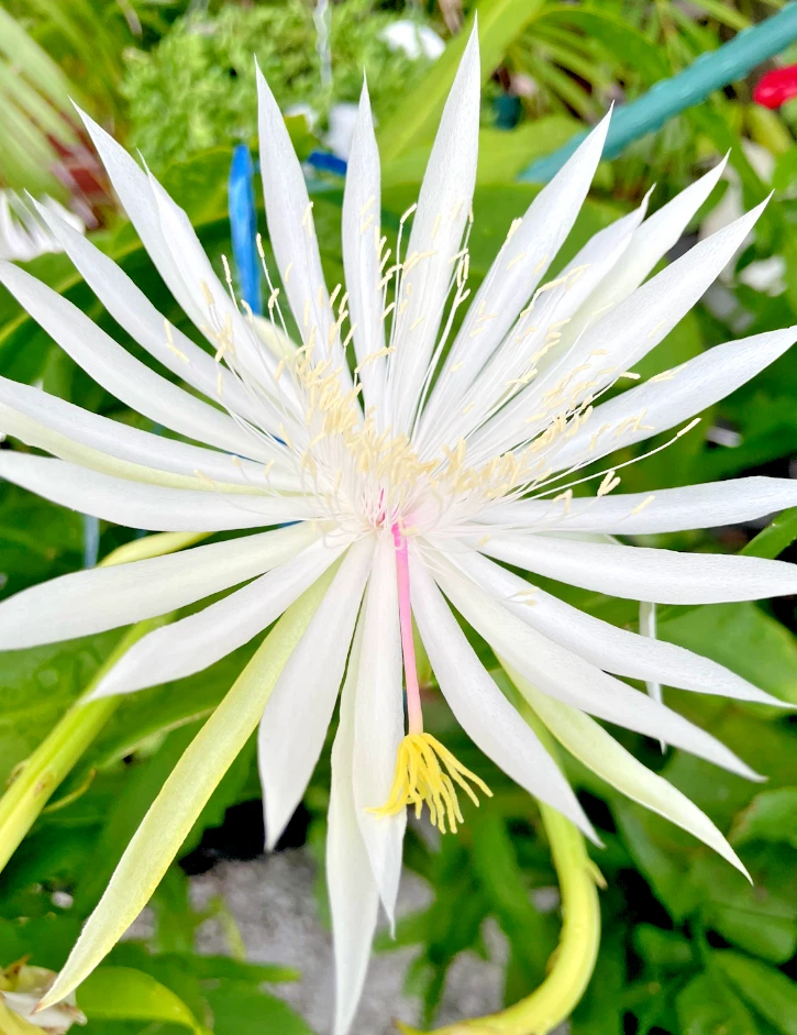 Night Blooming Cereus Plant 4 Inch Pot White Flower Cactus Epiphyllum Oxypetalum Rooted Indoor Houseplant