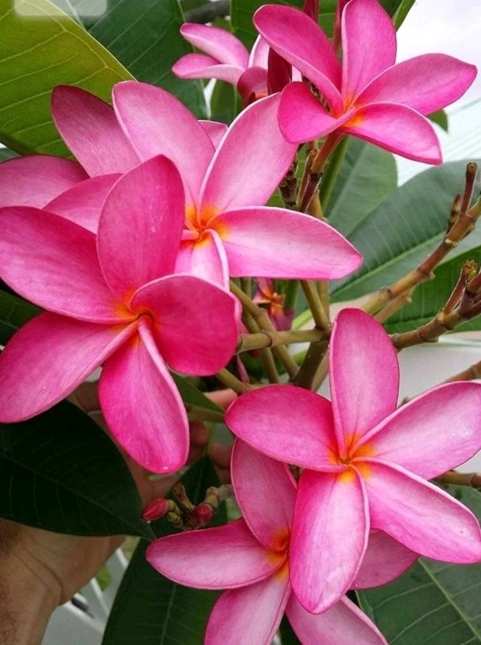 Hawaiian Fuchsia Pink Plumeria Cutting – Unrooted Frangipani Cutting for Propagation (Plumeria sp.)
