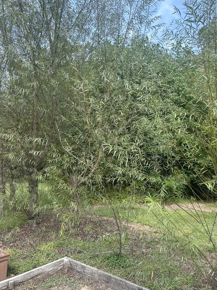Hybrid Willow Tree Cuttings Set of 50 - Unrooted Salix Scions for Propagation and Outdoor Garden Planting