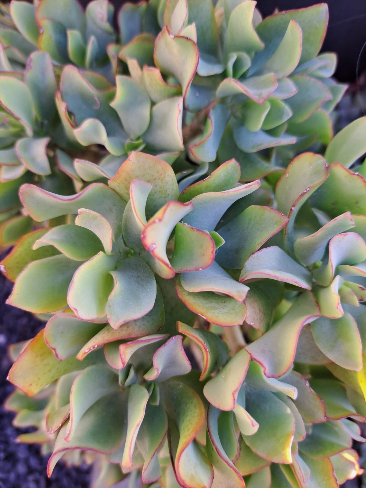 Ripple Jade Cuttings - 5 Unrooted Crassula Arborescens Undulatifolia for Succulent Propagation - Ruffle Jade Plant Cuttings