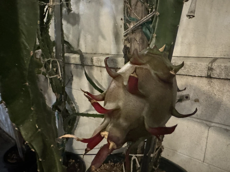 12 Live Dragon Fruit Cuttings - 8–14 Inch Pitaya Cactus - Hylocereus spp. for Planting & Propagation