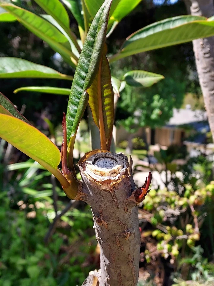 Unrooted Musk Rainbow Plumeria Cutting - Live Frangipani for Propagation - Plumeria spp. ‘Musk Rainbow’