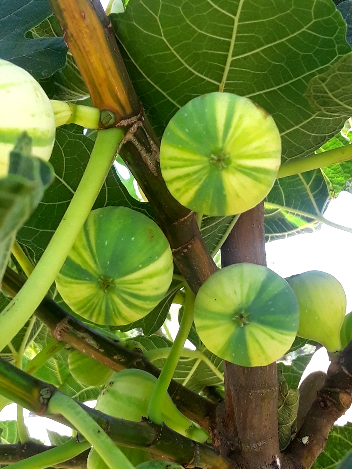 Fresh Panaché Fig Cuttings - 3 Unrooted Tiger Fig (Ficus carica) Cuttings for Propagation, Variegated Fruit Cultivar