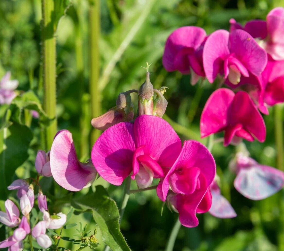 Sweet Pea Bush Cuttings 6 Inch Live Plant Set of 7 Polygala myrtifolia Ornamental Shrub with Purple Flowers