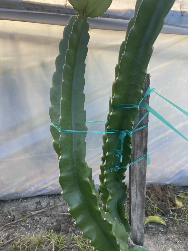 Unrooted Cuttings Robles Red Dragon Fruit Pitaya - Selenicereus spp. - Mature Cactus for Propagation and Home Growing