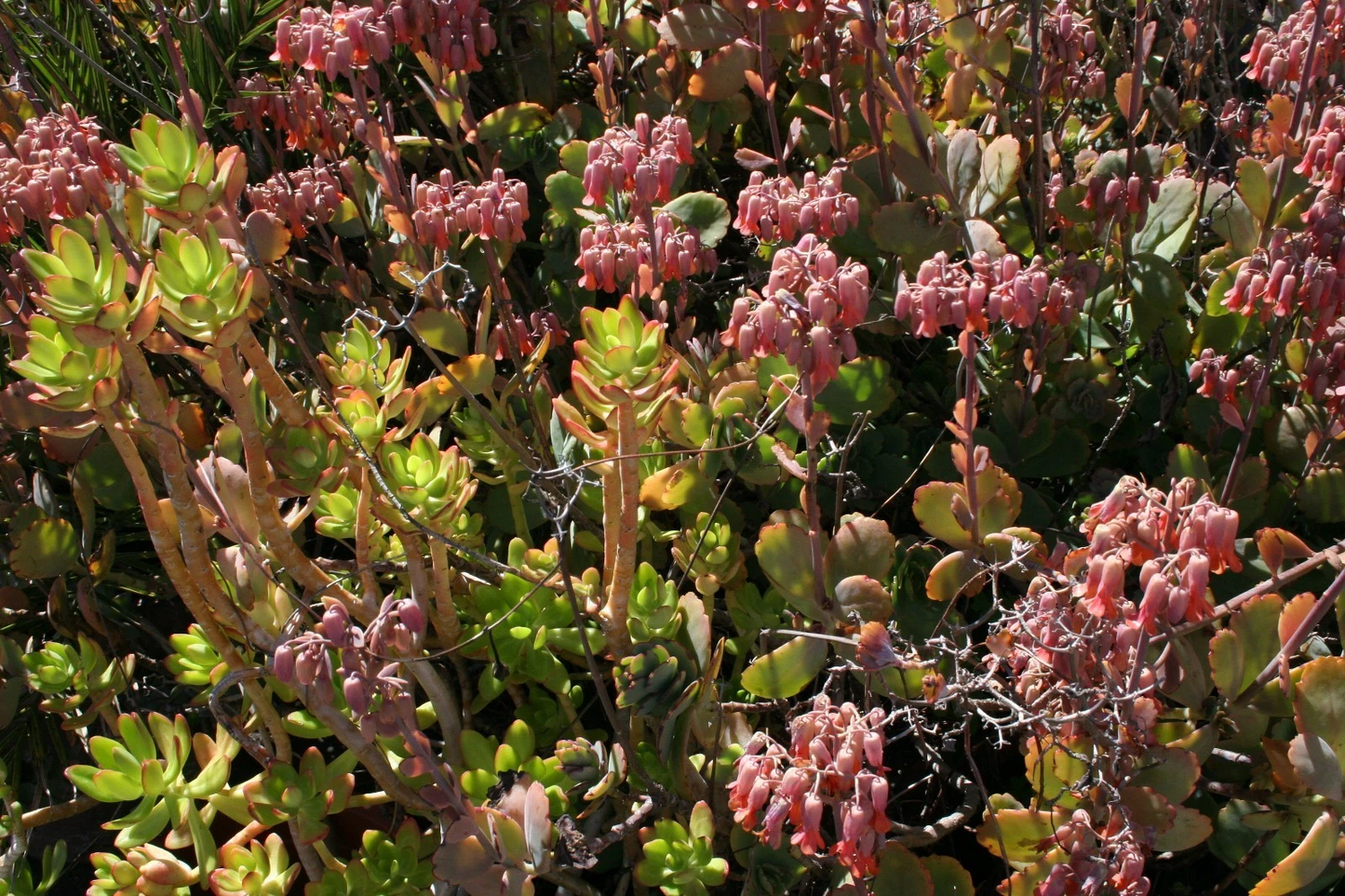 Assorted Succulent Cuttings Box 5x5x5 Inches Fresh Unrooted Live Clippings for Propagation Mixed Varieties
