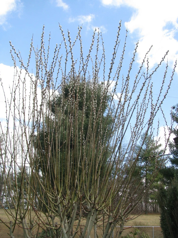 Pussy Willow Cuttings 25 Unrooted Branches 5–7 Inch Salix discolor for Propagation and Ornamental Gardening