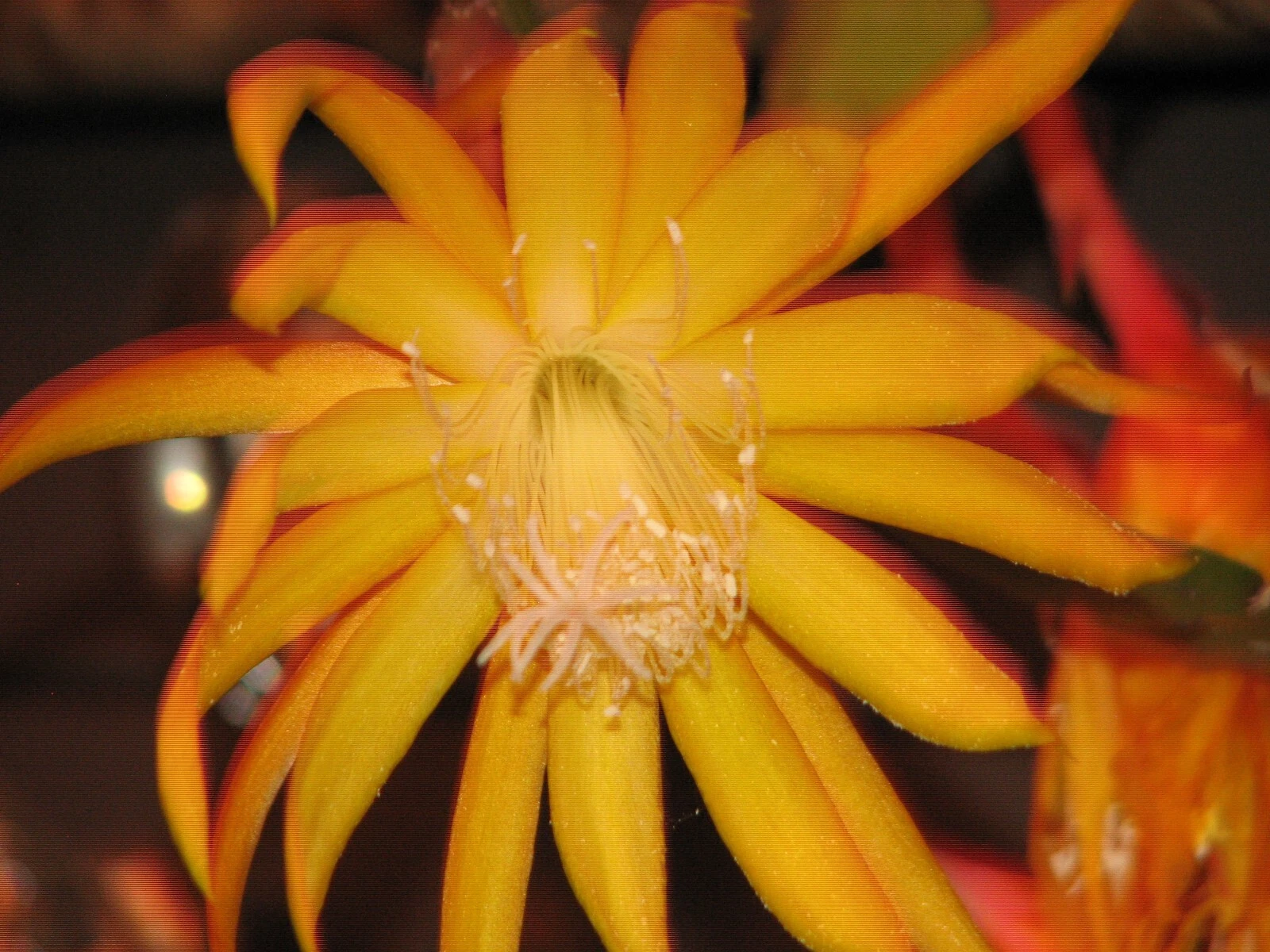 Epiphyllum "Frühlings Gold" Cactus Cutting – Unrooted Orchid Cactus for Indoor Growing – Epiphyllum Cutting