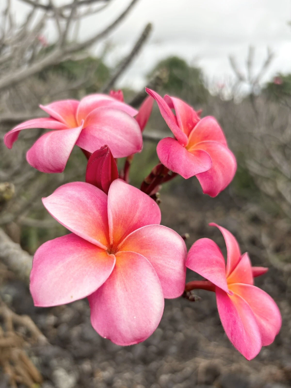 Pink Plumeria Cutting – 10 Inch Unrooted Frangipani Starter with Triple Head Branching - Plumeria sp.