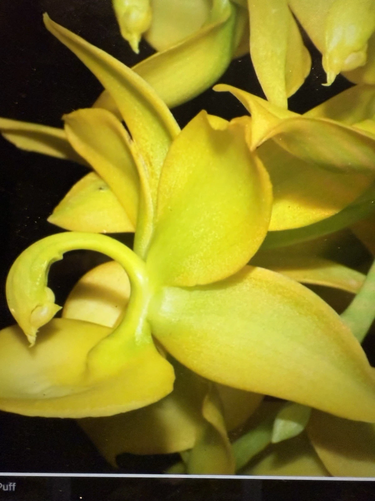 Cyc. Taiyhoung No.1 Orchid Plant - Yellow Rooted Bulb Bare Root Live Orchid for Indoor or Greenhouse Cultivation