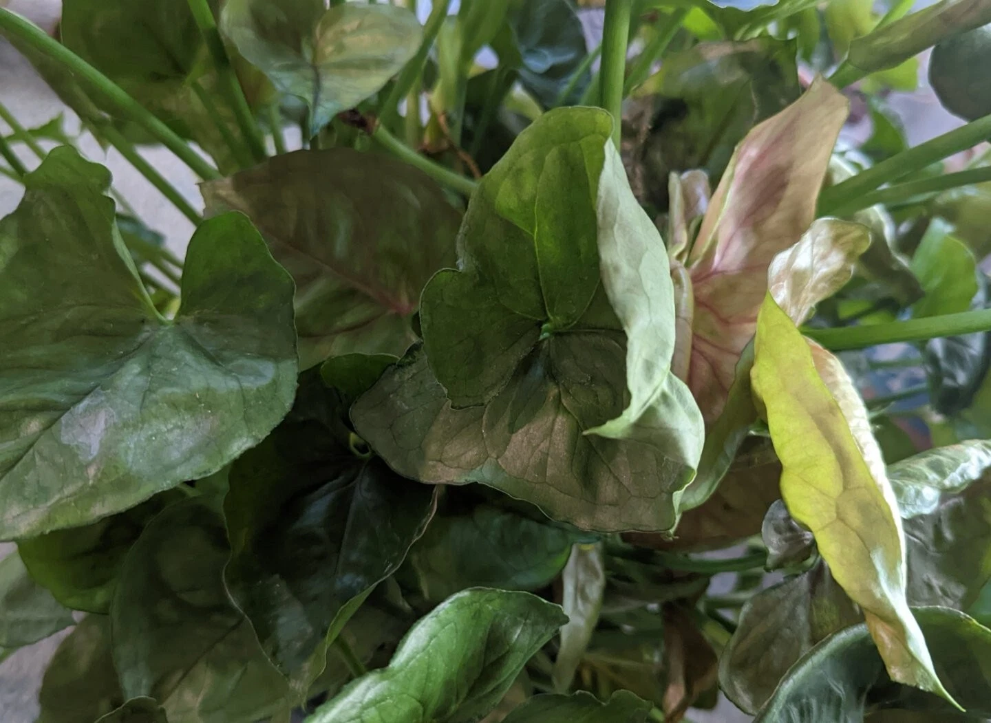 Mango Allusion Syngonium Cuttings - 5 Unrooted Houseplant Cuttings for Indoor Growing - Syngonium podophyllum ‘Mango Allusion’