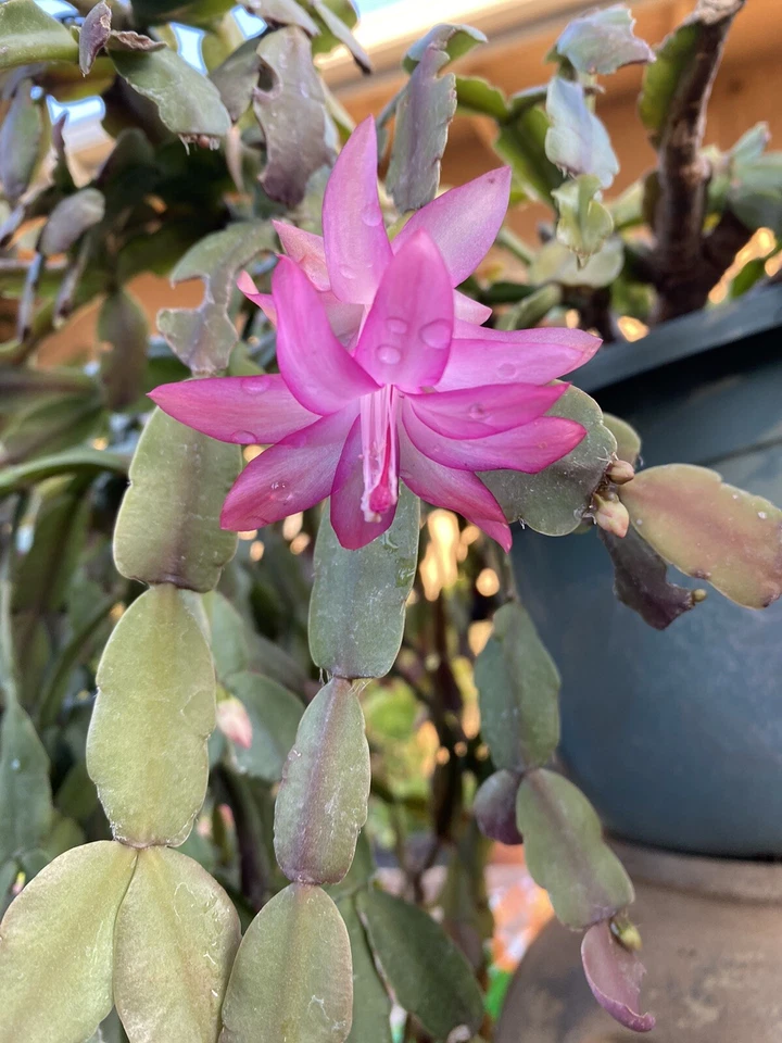 Live Unrooted Cactus Cuttings - 6 Pink Schlumbergera × Buckleyi Holiday Cactus for Indoor Planting and Propagation