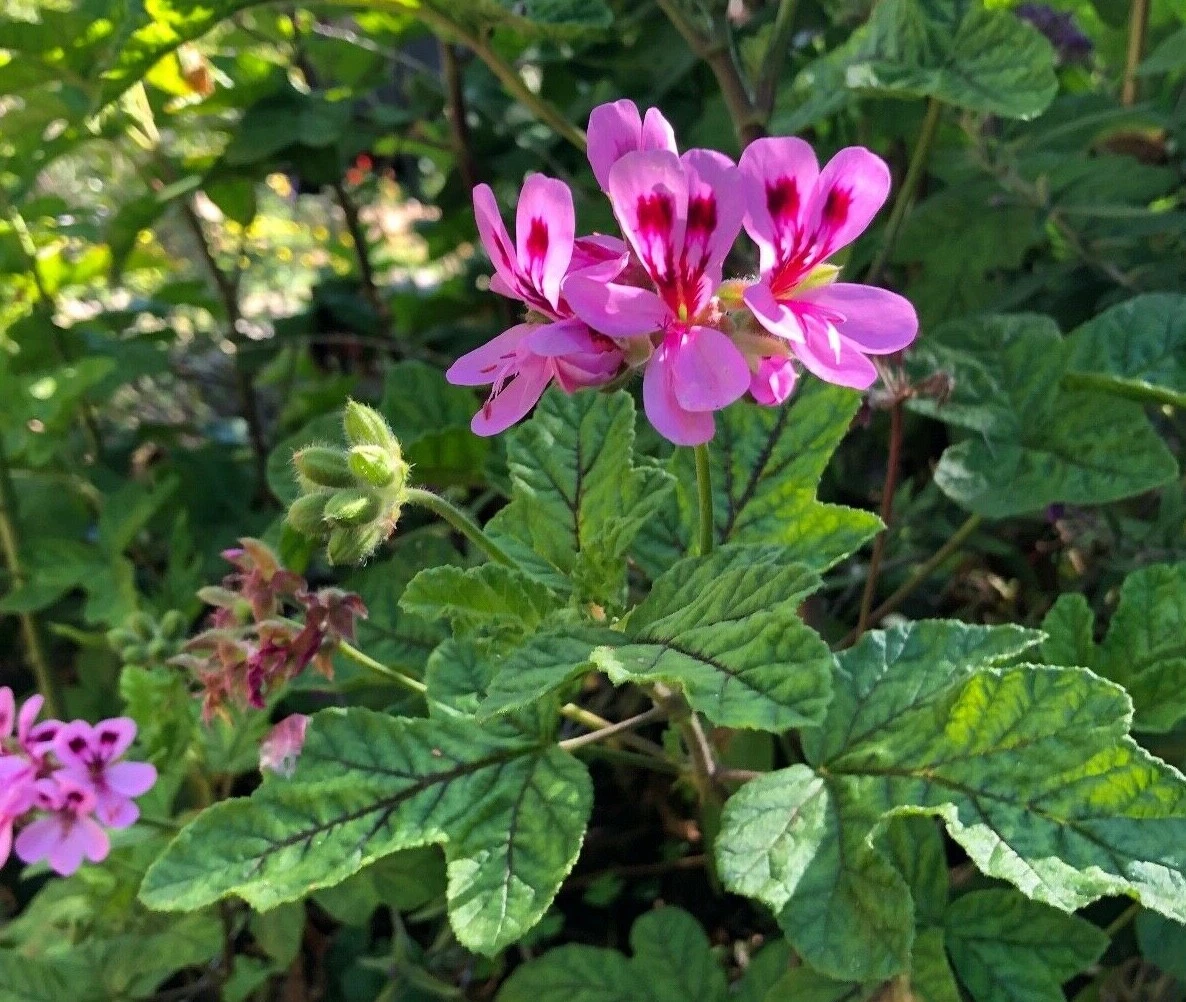 Pink Pepper Scented Pelargonium Cuttings 4–6 Inches - Lavender Pink Geranium Cuttings (Pelargonium) for Propagation