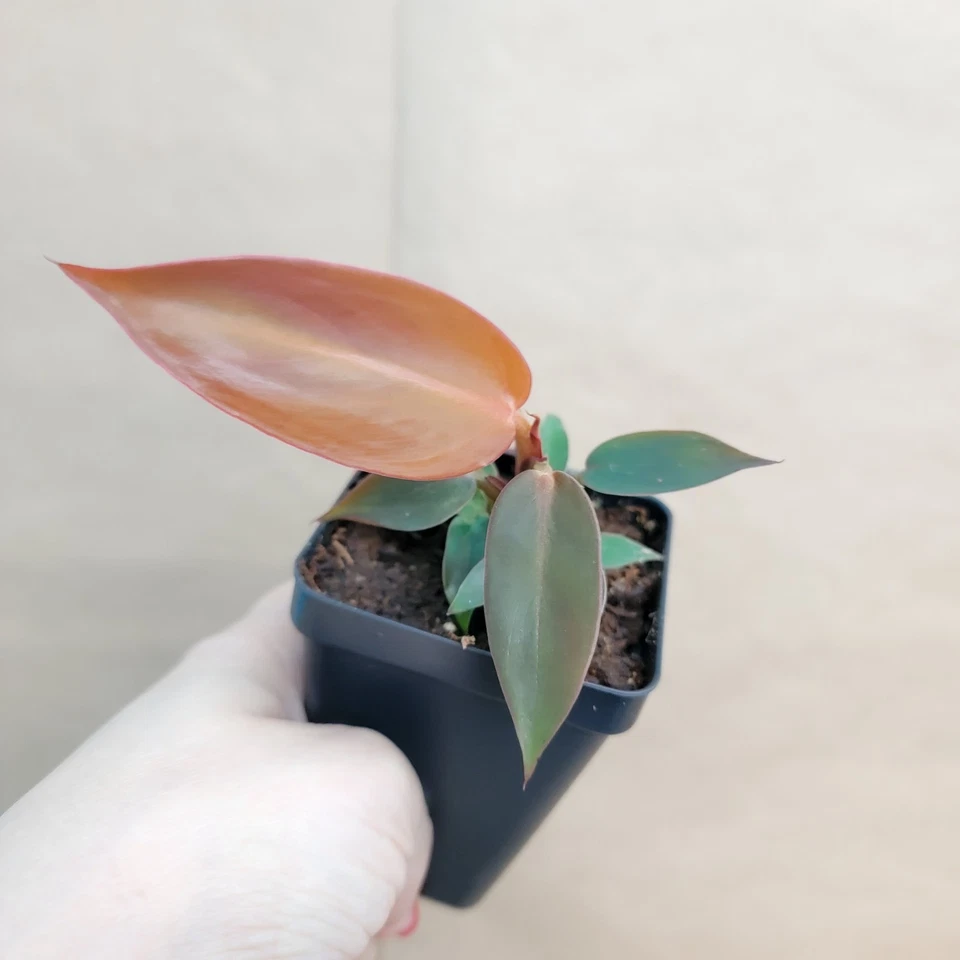 Philodendron Red Sun Live Starter Plant 3 Inch Pot - Tropical Aroid Houseplant, Vibrant Red to Copper Foliage, Philodendron ‘Red Sun’