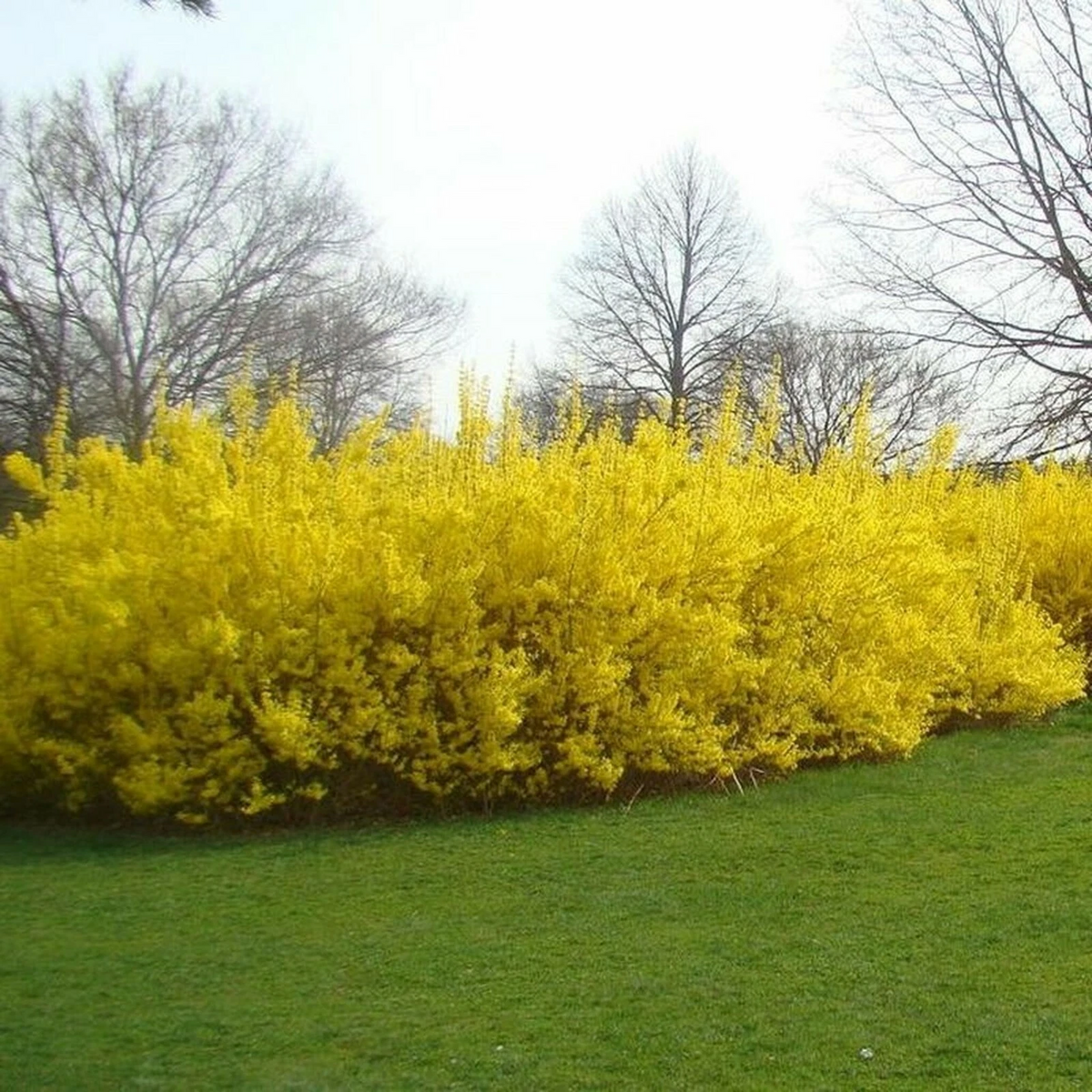 Forsythia Cuttings - 10 Unrooted 5-8 Inch Yellow Flowering Shrub Cuttings for Propagation - Forsythia spp.