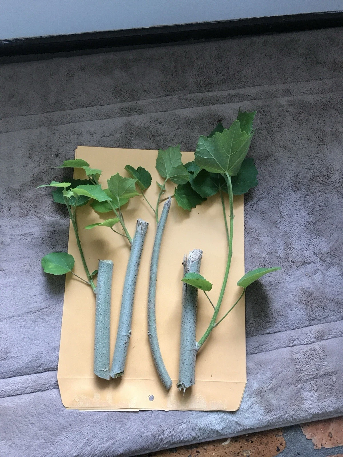 Unrooted Confederate Rose Cuttings 2 Pieces Color Changing Flower Hibiscus mutabilis Ornamental Shrub for Propagation