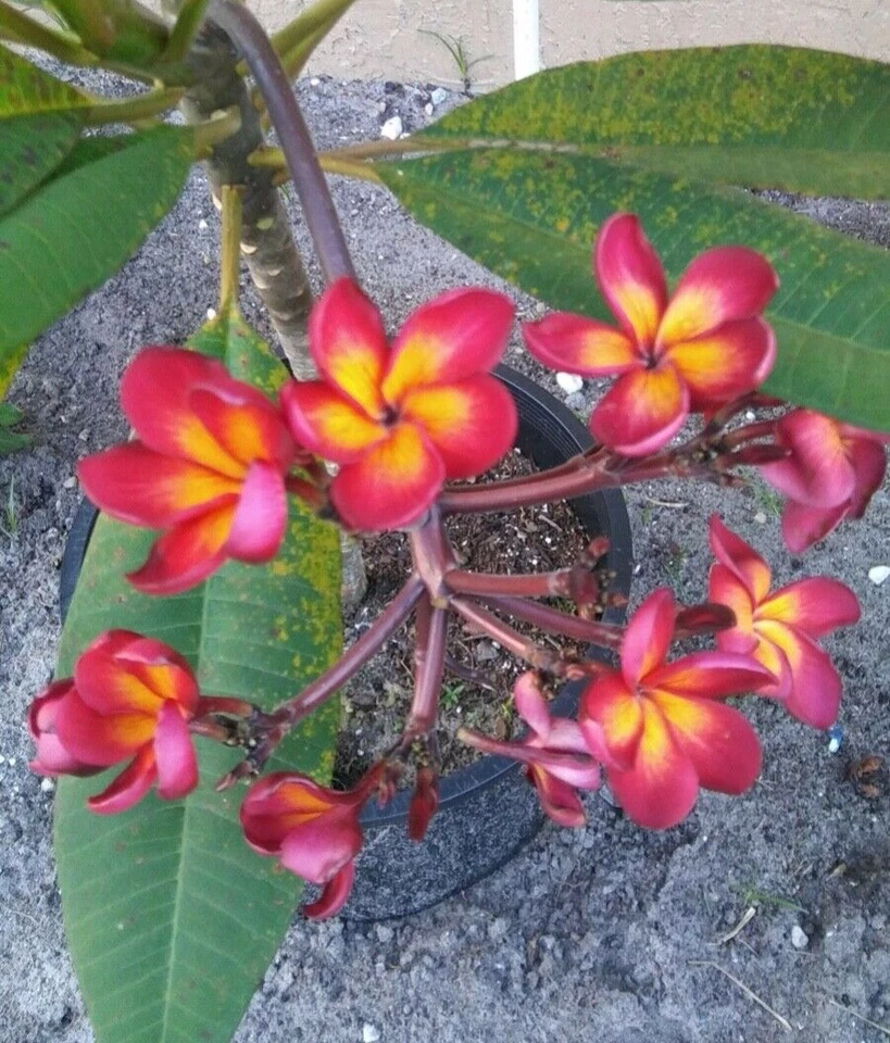 Jamaican Fire Plumeria Cutting 3 Tips Unrooted Frangipani for Propagation - Plumeria (cultivar ‘Jamaican Fire’)