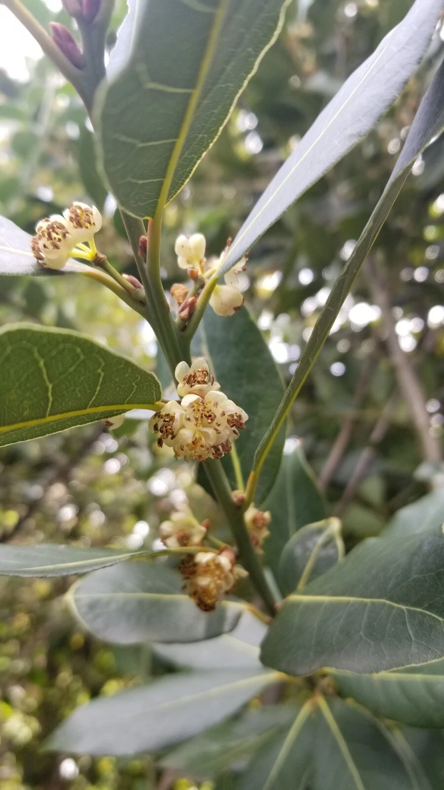 Bay Laurel Cuttings - 5 Live Unrooted Stems - Culinary Bay Leaf Plant - Laurus Nobilis for Garden Propagation