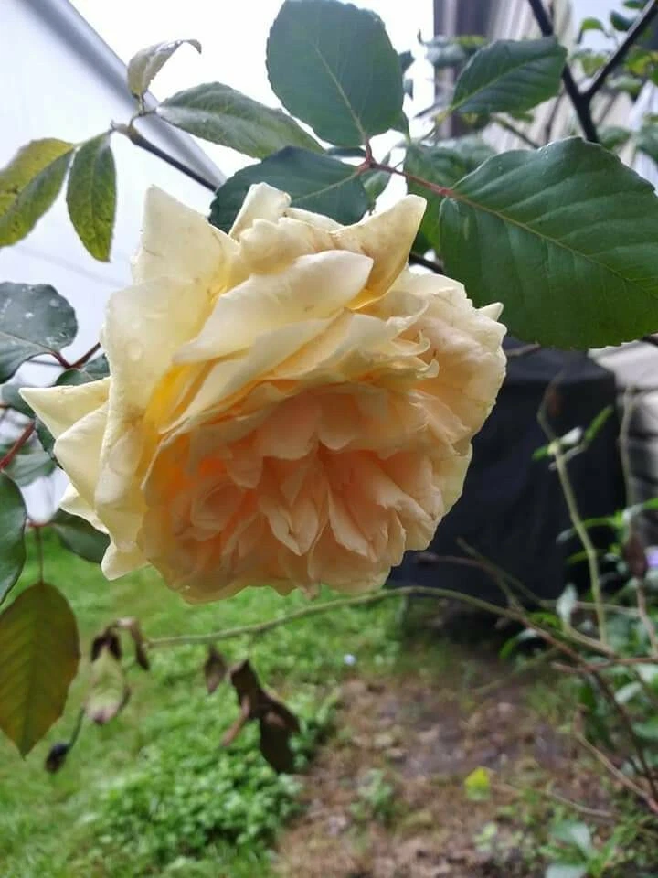 6 Unrooted Cream Abundance Rose Cuttings Thornless Variety for Rooting - Rosa 'Cream Abundance' Ornamental Shrub