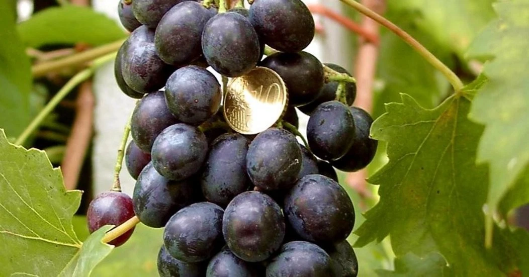 Muscat Bleu Grape Vine Cuttings - 5 Unrooted Vitis Vinifera Cuttings for Rooting or Grafting, Cold Hardy Grape Variety