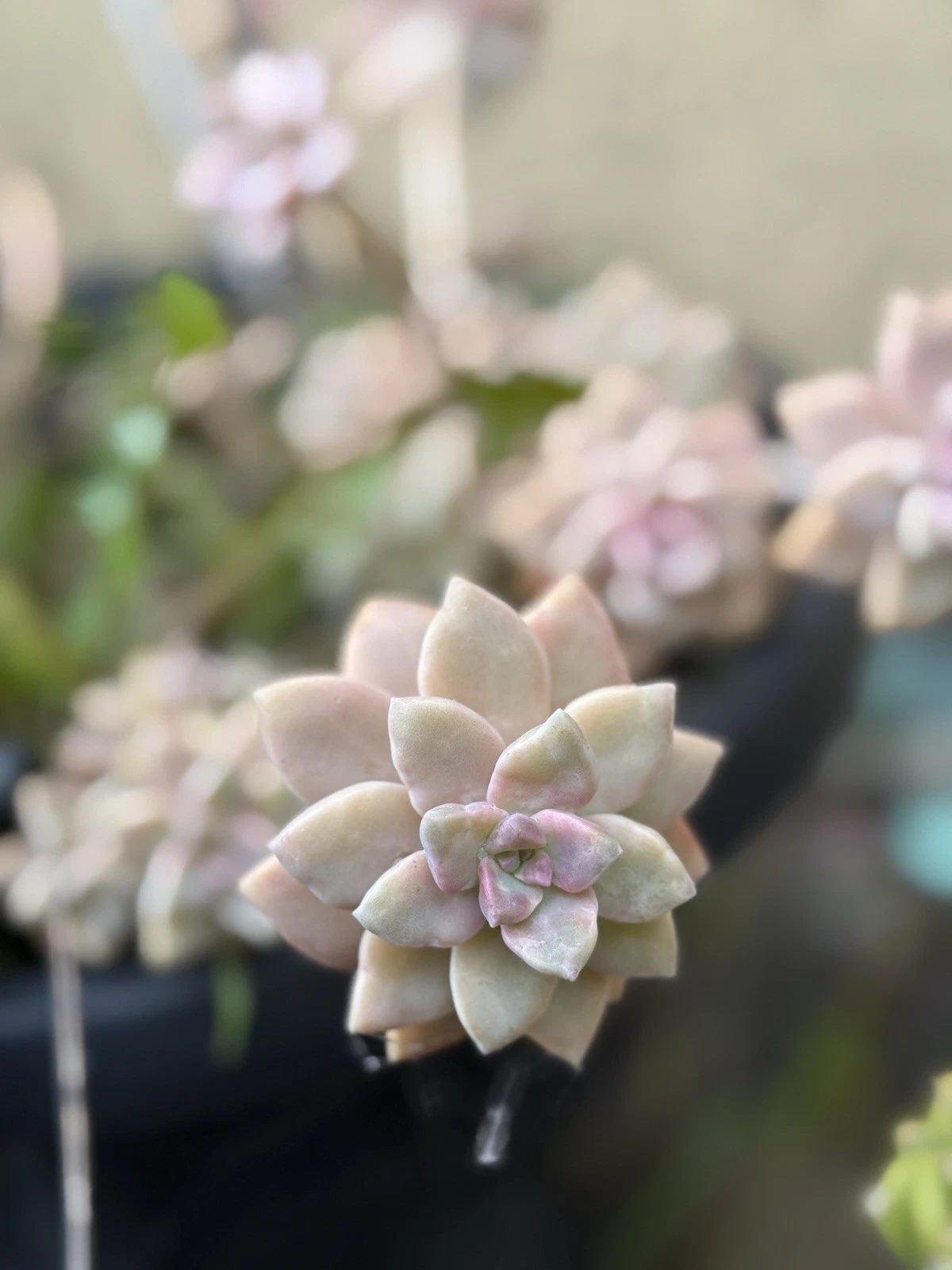 Live Succulent Cuttings - 3 Inch Pink Ghost Plant - Graptopetalum paraguayense - Soft Pink Rosette Foliage for Planting