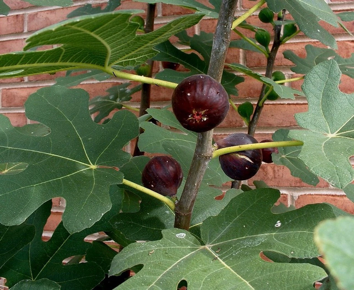 Chicago Hardy Fig Cuttings - 5 Ficus Carica Cuttings with Willow Water for Propagation - Live Plant Rooting Aid