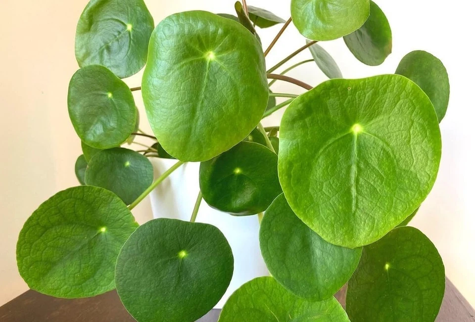 Pilea Peperomioides Live Plant, 4-7 Inch Chinese Money Plant, Bare Root Indoor Houseplant (Pilea peperomioides)