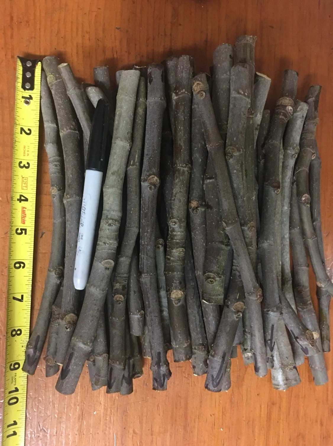 Negronne Fig Tree Cuttings – 3 Unrooted Ficus Carica ‘Negronne’ for Propagation and Planting, Compact Fig Cultivar