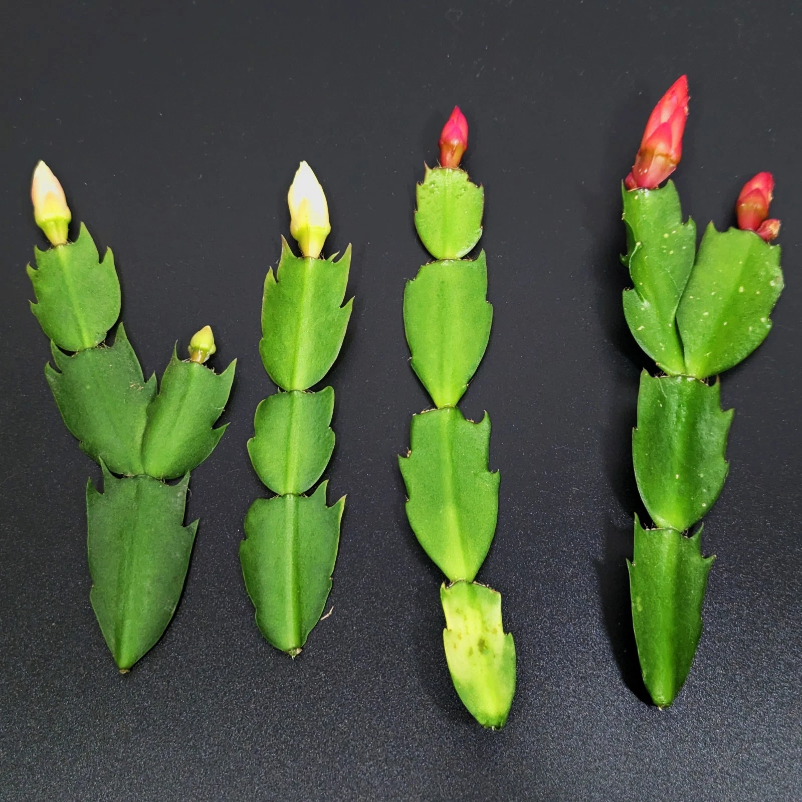 Thanksgiving Cactus Cuttings - 4 Unrooted Red and White Schlumbergera Truncata for Propagation - Holiday Cactus Combo