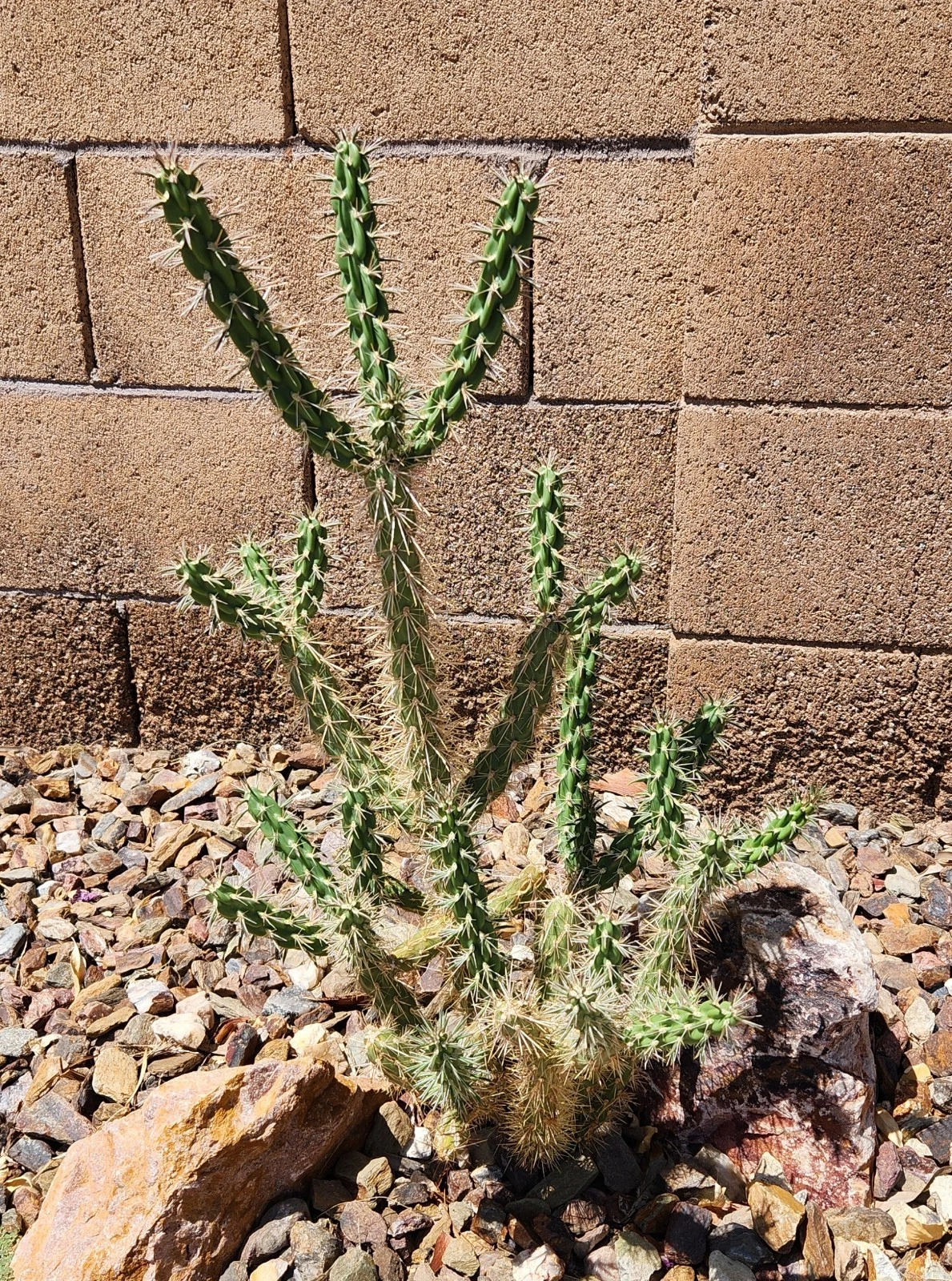 Tree Cholla Cactus Cutting – Unrooted Cylindropuntia imbricata – Live Desert Cactus for Propagation and Planting