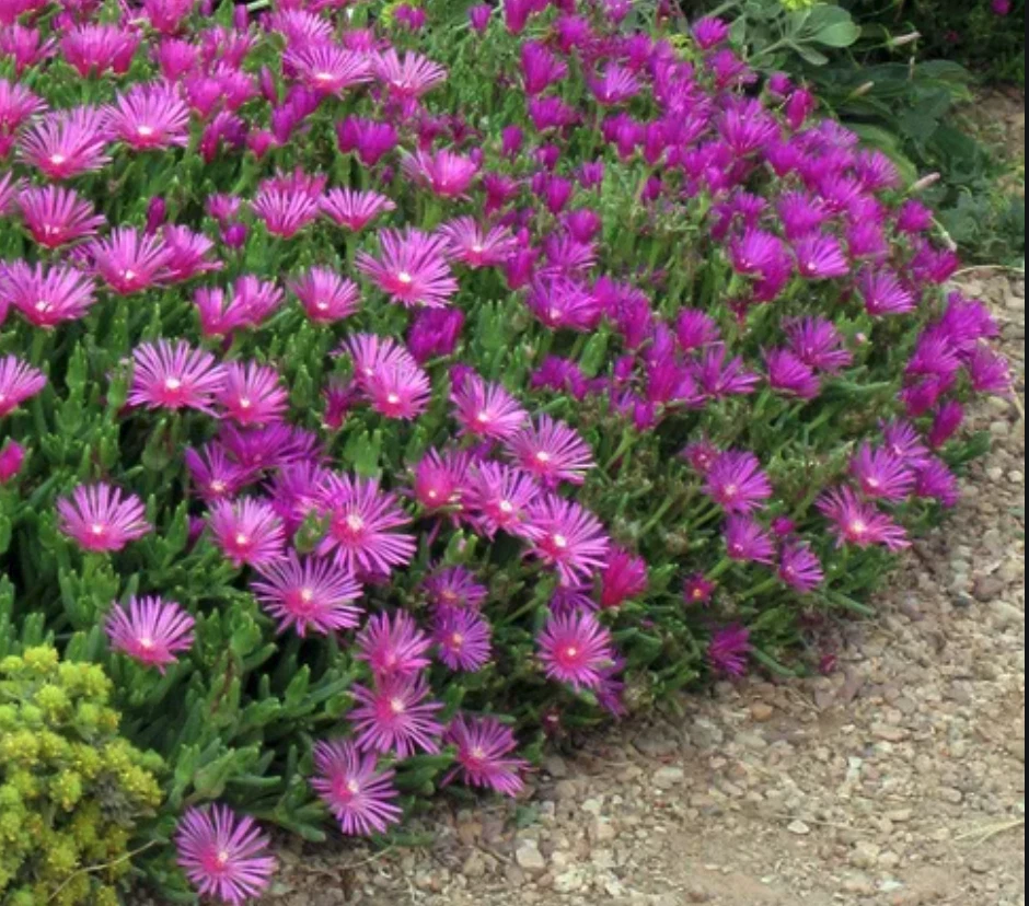 Magenta Ice Plant Cuttings Set of 5 Unrooted Hardy Succulent Delosperma cooperi Ground Cover for Outdoor Gardens