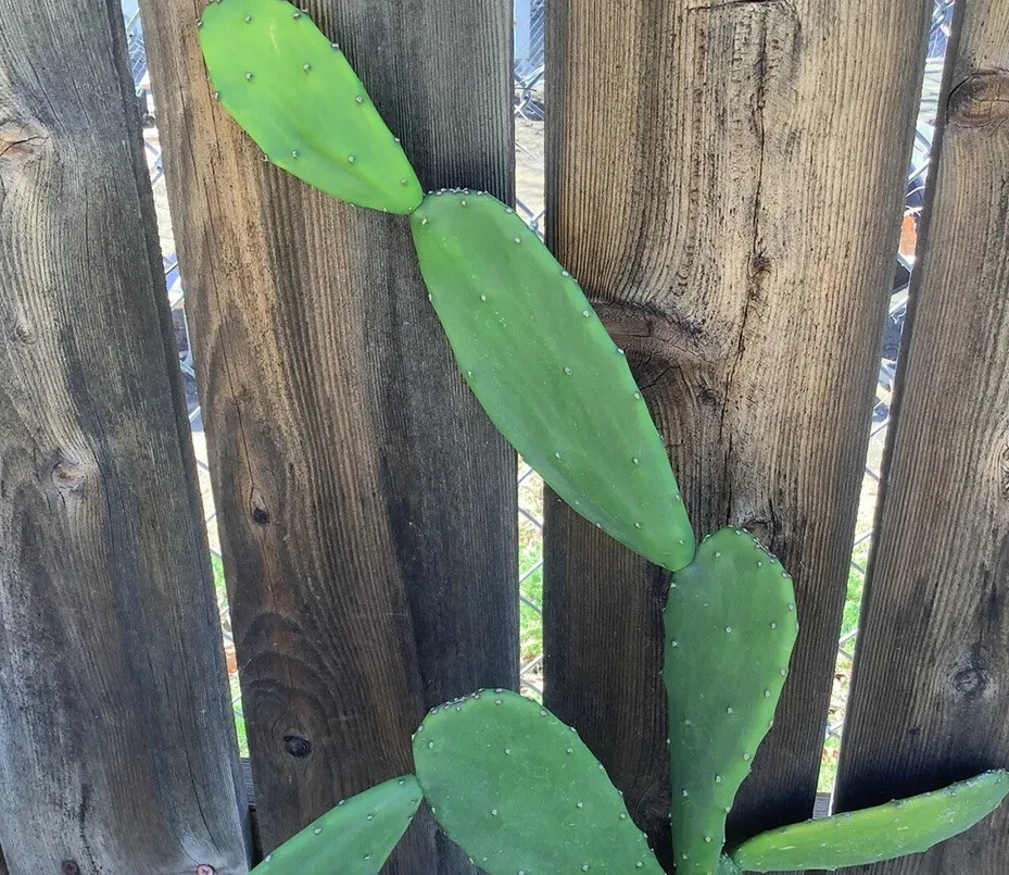 Live Prickly Pear Cactus Pads - 5 Unrooted Opuntia Ficus Indica for Propagation - Ornamental Cactus for Warm Climates