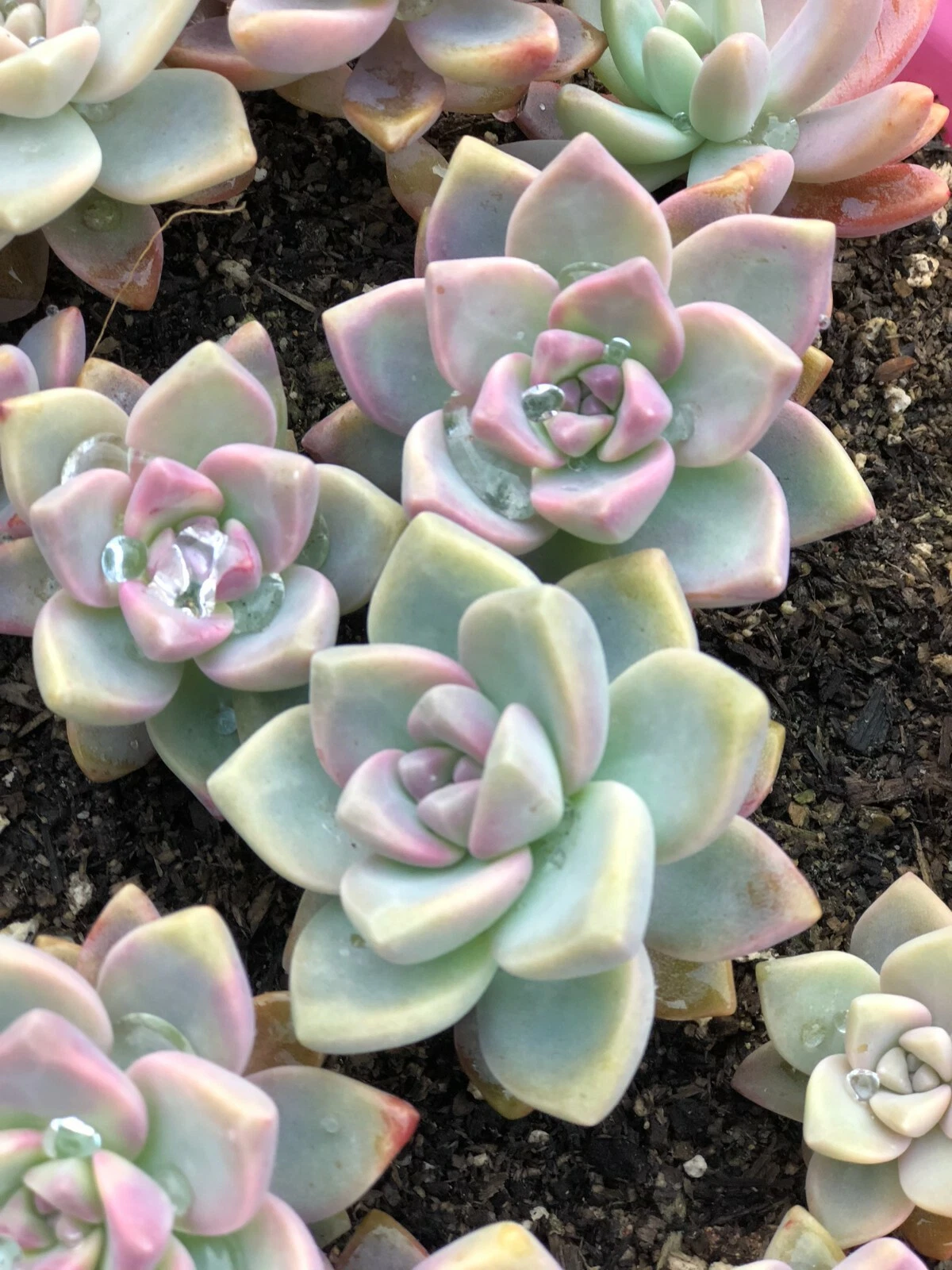 Echeveria Cuttings Set of 4, Pink Mother of Pearl Succulent, Echeveria ‘Ghost Plant Pink’, Unrooted Propagation Cuttings