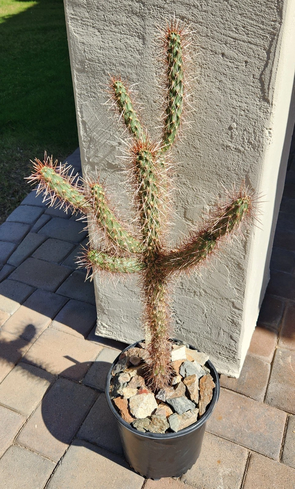 Red Teddy Bear Cholla Cactus Cutting - Unrooted Segment for Propagation - Cylindropuntia × ‘Campii’ - Live Plant