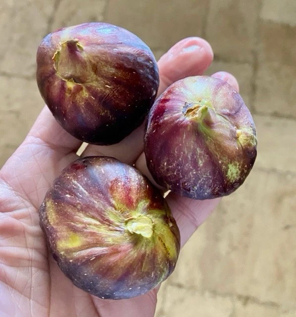 Black Mission Fig Cuttings 6 Inch Unrooted Scions Set of 15 for Propagation, Ficus carica, Ideal for Home Gardens