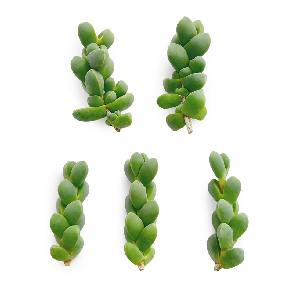 Succulent Cuttings Set of 5 - Ice Plant (Corpuscularia lehmannii) & Brocade Succulent (Astridia velutina) for Planting