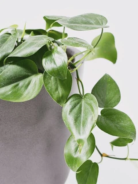 Philodendron Cuttings Set of 4 - Heartleaf (Philodendron cordatum) 6–8 Inch Indoor Vine Houseplant for Rooting and Propagation
