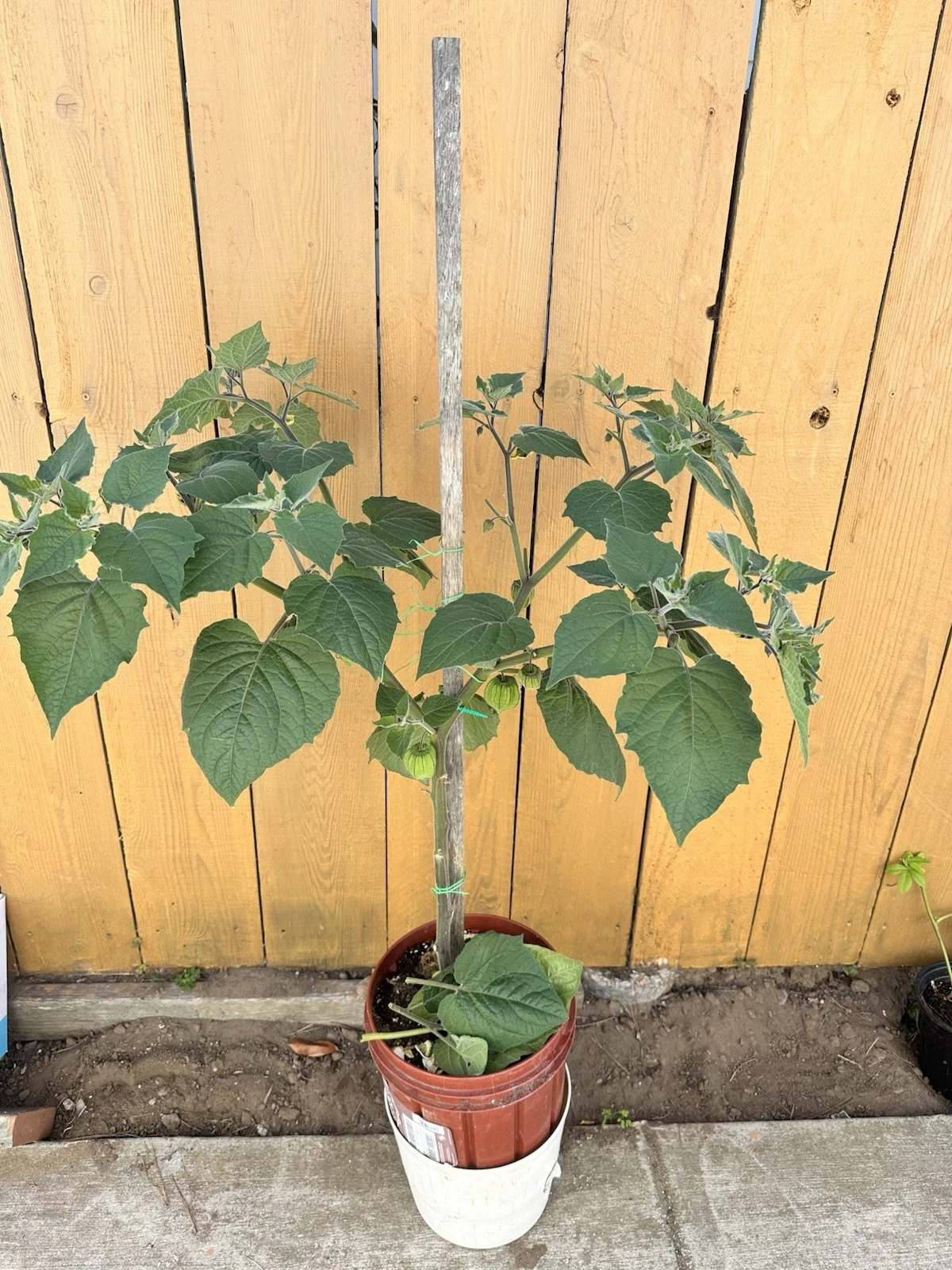 Golden Berry Cuttings - 6 Live Unrooted Cuttings - Physalis Peruviana - 4 Inch for Rooting and Garden Planting